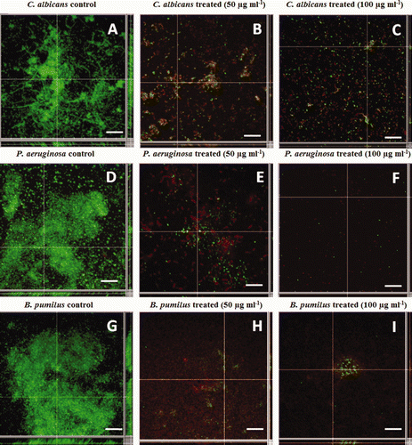 Figure 5. CLSM analysis of preformed biofilms of C. albicans (A, B, C); P. aeruginosa (D, E, F) and B. pumilus (G, H, I). Controls (A, D, G); treated with 50 μg ml−1 (B, E, H) and 100 μg ml−1 (C, F, I) of the glycolipid.