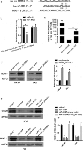 Figure 3. hsa_circ_0075542 targets the miR-1197/HOXC11 axis. (A): miR-1197 binding sites on hsa_circ_0075542 and 3′-noncoding region of HOXC11 mRNA. (B): Effect of miR-1197 mimic or miR-NC on the luciferase activity of recombinant luciferase reporter. To construct a luciferase reporter, the wild-type linear sequence of hsa_circ_0075542 was cloned into the miRNA target expression vector GP-mirGLO, named wild-type mirGLO-circ_0075542. miR-1197 binding site on wild-type mirGLO-circ_0075542 was mutated and the mutant plasmid was named mutant mirGLO-circ_0075542. miR-NC or miR-1197 was co-transfected with each recombinant luciferase reporter plasmid, and the luciferase activity was measured. (C): Relative expression of hsa_circ_0075542 in pulled-down RNA using biotinylated miR-NC or biotinylated miR-1197 as a probe. The ‘input’ group is the isolated RNA from the partial lysate before the cell pull-down assay. (D): HOXC11 protein level in cells transfected with overexpression of hsa_circ_0075542 vector (ov-circ_0075542) or empty vector pLC5-ciR (empty vector). (E): HOXC11 protein abundance in LNCaP and PC3 cells transfected with miR-NC, miR-1197 mimic, miR-1197 mimic plus empty vector, or miR-1197 mimic plus ov-circ_0075542. *P < 0.05