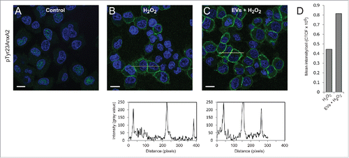 Figure 2. Pre-incubation of PC12 cells with EVs derived from H2O2-treated cells results in ∼2-fold higher levels of pTyr23AnxA2 upon subsequent treatment with H2O2, as compared to cells exposed to H2O2 only. PC12 cells were untreated (A), treated for 15 min with 1 mM H2O2 only (B), or treated for 15 min with 1 mM H2O2 after their pre-incubation for 2 h with EVs released from cells exposed for 1 h to H2O2 (C). pTyr23AnxA2 (green, A-C) was detected using monoclonal antibodies. The DAPI-stained nuclei are shown in blue. Scale bars: 10 μm. The diagrams below each panel show the corresponding intensity profiles along the lines indicated in the respective panels. Panel 2D: Corrected total cell fluorescence (CTCF) was measured from cells (20–30) in the samples shown (panels A–C); CTCF were then divided by the number of cells measured.