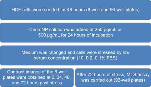 Figure 1 Experiment paradigm.Abbreviations: FBS, fetal bovine serum; HDF, human dermal fibroblast; NP, nanoparticle.