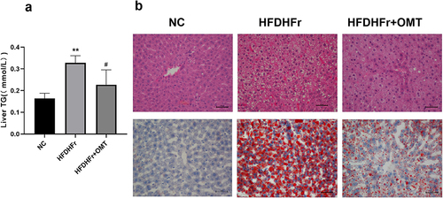 Figure 2 Comparison of liver TG content (a) in mice and HE staining and Oil Red O staining of mice liver tissue of each group (×200) (b). *p≤0.05 vs. NC, **p≤0.01 vs. NC, #p≤0.05 vs. HFDHFr, ##p≤0.01 vs. HFDHFr.