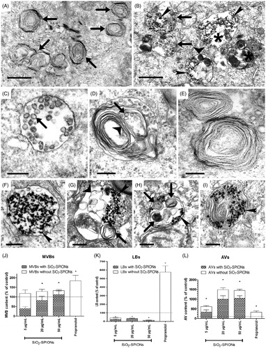 Figure 4. TEM micrographs and a semi-quantitative analysis of organelles in A549 cells exposed to SiO2-SPIONs for 48 h. Representative TEM images of (A) untreated control A549 cells with lamellar bodies (LBs; arrows) and (B) SiO2-SPION-treated cells with multivesicular bodies (MVBs; arrows), endosomes (asterisk), and the autophagic vacuole (AVs; wide arrowheads). The majority of vesicles are filled with electron-dense SiO2-SPIONs (narrow arrowheads). In untreated cells (C–E), structures associated with LB biogenesis were observed: (C) MVB with small intraluminal vesicles (ILVs; arrow); (D) immature LB with ILVs (arrow) and membrane whorls (wide arrowhead); (E) LBs with regularly, tightly and concentrically packed whorled membranes. In SiO2-SPION exposed cells (F–I), structures associated with LB biogenesis were frequently filled with SiO2-SPIONs (narrow arrowheads). (F) MVB with SiO2-SPIONs; (G) vesicle with a small membrane whorl (arrow), disorganized membranes (wide arrowhead) and SiO2-SPIONs; (H) double-membrane-surrounded AV with membrane whorls at different stages of degradation (arrows) and SiO2-SPIONs (narrow arrowheads); (I) LB filled with SiO2-SPIONs (narrow arrowheads). Scale bar = 2 μm for A, B and 0.5 μm for C–I. A semi-quantitative analysis with TEM revealed that SiO2-SPION-treated cells have a significantly increased cellular quantity of MVBs (J), a significantly decreased cellular quantity of LBs (K), and a significantly increased cellular quantity of AVs (L). The majority of organelles contained SiO2-SPIONs. A semi-quantitative analysis has been performed for at least 30 cells per each treatment. Values on the graphs are means ± SEM. Data is presented as the mean (+SEM) percentage of untreated controls (dashed line). The asterisk represents a significant difference with respect to the negative control cells (*equals p < 0.05; Student’s t-test).