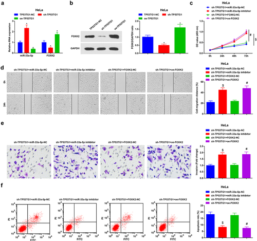 Figure 6. Reduced TP53TG1 inhibits the development of CC via up-regulating miR-33a-5p to suppress FOXK2. (a/b), miR-33a-5p and FOXK2 level in HeLa cells after transfection with sh-TP53TG1 or oe-TP53TG1 was detected by RT-qPCR and Western blot assay; (c), cell proliferation after transfection with sh-TP53TG1 + miR-33a-5p inhibitor or sh-TP53TG1 + oe-FOXK2 was assessed by CCK-8 assay; (d), cell migration after transfection with sh-TP53TG1 + miR-33a-5p inhibitor or sh-TP53TG1 + oe-FOXK2 was detected by scratch test; (e), cell invasion after transfection with sh-TP53TG1 + miR-33a-5p inhibitor or sh-TP53TG1 + oe-FOXK2 was determined by Transwell assay; (f), cell apoptosis after transfection with sh-TP53TG1 + miR-33a-5p inhibitor or sh-TP53TG1 + oe-FOXK2 was assessed by flow cytometry. The data in the figure were all measurement data, and the values were represented by mean ± standard deviation; ANOVA was adopted for the comparison among multiple groups and Tukey’s post hoc test was used for pairwise comparisons after ANOVA; in panel 6a and 6b, * P < 0.05 vs. the sh-TP53TG1-NC group; # P < 0.05 vs. the sh-TP53TG1 + FOXK2-NC group; $ P < 0.05 vs. the sh-TP53TG1 + miR-33a-5p-NC group.