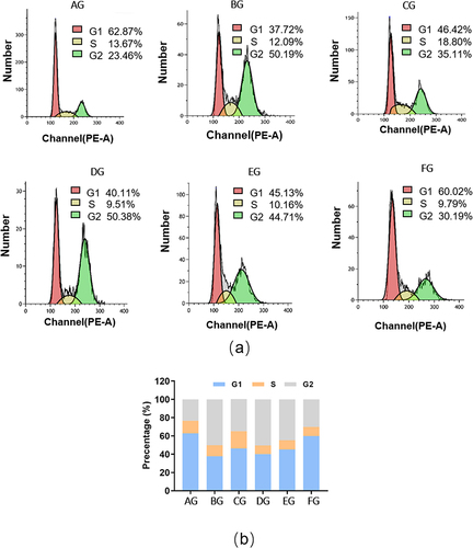 Figure 2 Effect of ZYP on cell cycle in vitro. (a) Cell cycle distribution of PTCs in different groups was detected by Flow cytometry. (b) The percentage of cells in each phase of the cell cycle was calculated. Data are presented as the mean ± SD (n = 3).