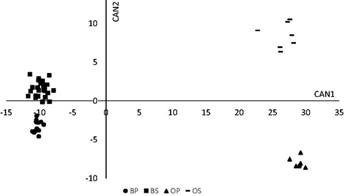 Figure 1. Plot of canonical variables (CAN 1, CAN 2) generated from the discriminant analysis. BP: bulls fed natural pasture; OP: male lambs grazing on Lolium multiflorum Lam. pasture; BS: bulls stall-fed with hay and commercial concentrate; OS: lambs stall-fed with hay and commercial concentrate.