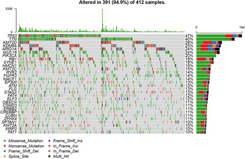 Figure 2. Landscape of mutation profiles in bladder cancer (BLCA) samples. A total of 34 genes with more than 10% of mutation frequency were chosen in the waterfall plot. Various colors of the waterfall plot with annotations at the bottom represent different mutation types. The barplot above the legend shows the mutation number.