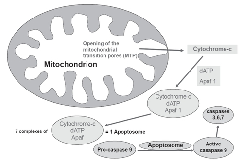 Figure 3 Schematic representation of the mitochondrial death (intrinsic) pathway leading to the formation of apoptosome, activation of caspases and apoptosis.