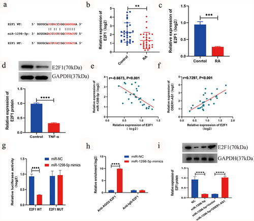 Figure 4. miR-1298-5p targeted E2F1 and had a negative correction with E2F1. (a) Bingding sites between miR-1298-5p and E2F1 were predicted by TargetScan. (b) The expression level of E2F1 in RA synovial tissues (n = 30) and compared normal synovial tissues (n = 30) was measured by qRT-PCR assay. (c) E2F1 expression was signifcantly lower in TNF-α-induced RA-FLSs. (d) The expression level of E2F1 protein in RAFLSs compared with normal synovial cells was detected by RT-qPCR. (e-f) Pearson correlation analysis was used to analyze the expression association between E2F1 and miR-1298-5p or OSER1-AS1 in RA synovial tissues. (g) Dual-luciferase reporter assay was used to detect the effect of miR-1298-5p-mimics on luciferase activity of E2F1-wt or E2F1-mut reporters in RAFLSs. (h) RIP assay was used to confirm the binding between miR-1298-5p and E2F1 in RAFLSs. (i) Western blot assay was applied to examine the protein level of E2F1 in RAFLSs transfected with NC, miR-1298-5p mimics, miR-1298-5p+pcDNA and miR-1298-5p mimics+pcDNA-OSER1-AS1. All experiments were conducted in triplicate. **P < 0.01, ***p < 0.001, ****p < 0.0001.