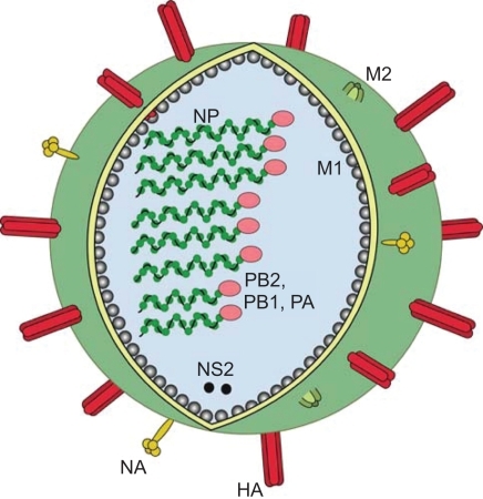 Figure 1 Schematic figure of influenza virus. On the surface of the virus there are three viral proteins, haemagglutinin (HA), neuraminidase (NA) and the matrix 2 protein (M2). Underlining the viral envelope is the matrix 1 protein (M1), the nucleoprotein (NP) encapsidates the genome segments with one complex of the polymerase attached (PB1, PB2 and PA). The non-structural protein 2 (NS2) is also contained in the virion in low numbers.