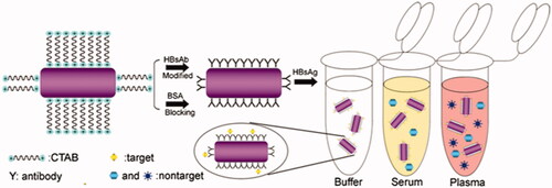 Figure 2. Showing pictorial representation of the synthesis of antibody-functionalized GNRs and the detection mechanism for the biosensor immunoassay in capturing targets in different matrixes. This image adapted from Wang et al. [Citation29] with copyright permission.