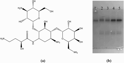 Figure 2. (a) Amikacin chemical structure showing its four amino groups and eight hydroxyl groups that can be used to link the amikacin molecule to a protein carrier. (b) Polyacrylamide gel electrophoresis image of AMK-BSA conjugates; 1 = BSA standard, 2 = AMK-GDA-BSA/120:1, 3 = AMK-GDA-BSA/150:10:1, 4 = AMK-EDC-BSA/120:1, 5 = AMK-EDC-BSA/150:1.