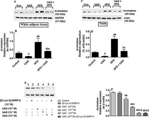 Figure 8. Effect of Unacylated ghrelin (UAG) on the in vivo and in vitro expression of aromatase. (A) Photomicrographs of protein expression of aromatase and the reference protein, GAPDH, in the white adipose tissue (WAT) of all experimental groups. (B) Calculated average relative expression of WAT protein levels of aromatase presented in graph A as normalized to their individual corresponding levels of GAPDH. (C) Photomicrographs of protein expression of aromatase and the reference protein, β-actin, in the testis of all experimental groups. (D) Calculated average relative expression of testicular protein levels of aromatase presented in graph C as normalized to their individual corresponding levels of β-actin. (E) Photomicrographs of protein expression of aromatase and the reference protein, β-actin, in the isolated testicular tissue after treatment with increasing concentrations of UAG (10−8–10−6 M) in the presence or absence of GSH-R1a antagonist, [D-Lys-3]-GHRP-6 (10−6 M). Lane 1: control cells incubated with the medium only; lane 2: cells incubated with [D-Lys-3]-GHRP-6 (10−6 M); lane 3: cell incubated with UAG (10−8 M); lane 4: cell incubated with UAG (10−7 M); lane 5: cell incubated with UAG (10−6 M), lane 6: cells incubated with both [D-Lys-3]-GHRP-6 (10−6 M) and UAG (10−6 M). F: Calculated average relative expression of protein levels of aromatse presented in graph E as normalized to their individual corresponding levels of β-actin. For western blotting, equal protein samples (60µg) from each group were separated on nitrocellulose membranes. Statistical analysis between the various groups was done using a one-way ANOVA test, followed by Tukey’s t test. Data are expressed as mean ± SD of n = 6/group and values were considered significantly different at P < 0.05 were a:vs. STD, b:vs. STD+ UAG. c:vs. HFD. HFD: high-fat diet.