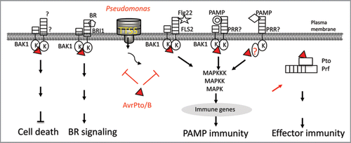 Figure 2 Multiple functions of AvrPto and AvrPtoB as virulence and avirulence factors. BAK1 is a signaling partner of BR receptor BRI 1, multiple PAMP receptors PRRs, and unknown receptor for cell death. By targeting BAK1, AvrPto and AvrPtoB efficiently suppress multiple signaling in plant immunity, development and cell death control, one stone killing two birds. Apparently, AvrPto also targets BAK1-independent PAMP signaling. In the presence of Pto and Prf, AvrPto triggers potent effector-mediated immunity in tomato.