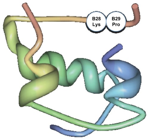 Figure 1 Structure of insulin lispro, showing the amino acid modifications that produce insulin lispro.