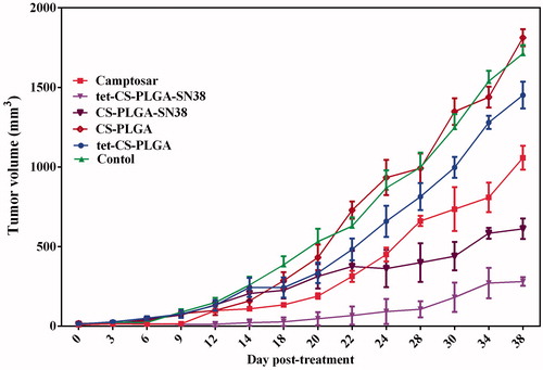 Figure 8. Therapeutic efficacy of camptosar, CS-PLGA-SN38 NPs, tet-CS-PLGA-SN38 NPs, tet-CS-PLGA NPs and CS-PLGA-NPs in C26-tumour-bearing mice. BALB/c mice (five per group) bearing C26 tumours (20–30 mm3) received (IV) injections of CS-PLGA-SN38 NPs or tet-CS-PLGA-SN38 NPs (two times in week for 4 weeks, equivalent SN38 concentration of 10 mg/kg), Camptosar (two times in week for 4 weeks, equivalent irinotecan concentration of 25 mg/kg). Equivalent concentration of tetrac (1 mg/kg, two times in week for 4 weeks) in form of blank tet-CS-PLGA or tet-CS-PLGA-SN38 was administered in order to investigate the therapeutic potency of tetrac moieties in the prepared targeted nanoparticulate system. Control group received single IV injection of saline (NaCl 0.9%) (mean ± SD; n = 5).