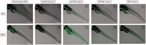 Figure 4. Systemic neutrophil responses in injured larvae following aqueous exposure to Ag and ZnO NMs. The tail fins of 3 dpf Tg(mpx:GFP)i114 larvae were transected and the larvae were imaged immediately (0 h). The larvae were then immersed in E3 medium only (control) (A), or in E3 medium containing either Ag NMs at concentrations of 0.02 (C) or 1.5 (E) Ag µg/mL, or ZnO NMs at concentrations of 1 (G), or 7.5 (I) Zn µg/mL and imaged at 48 hours (B,D,F,H,J). Images were taken at 40× magnification using a Leica DFC7000 T digital color camera connected to the Leica M205 FCA microscope. Neutrophils are labeled with EGFP (green). Scale bar 500 (G–J) or 750 (A–F) µm.