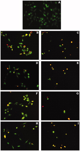 Figure 4. Morphological changes observed on HeLa cells after 24 hours treatment with IC50 and 2 × IC50 concentrations of compounds dilutions. (A) Control; (B) IC50, (C) 2 × IC50 (supernatant) compound 2; (D) IC50, (E) 2 × IC50 (supernatant) compound 8; (F) IC50, (G) 2 × IC50 (supernatant) compound 11; (I) IC50, (H) 2 × IC50 (supernatant) compound 12; fluorescent microscope (PALM MicroBeamsystems, Carl Zeiss, 20×)