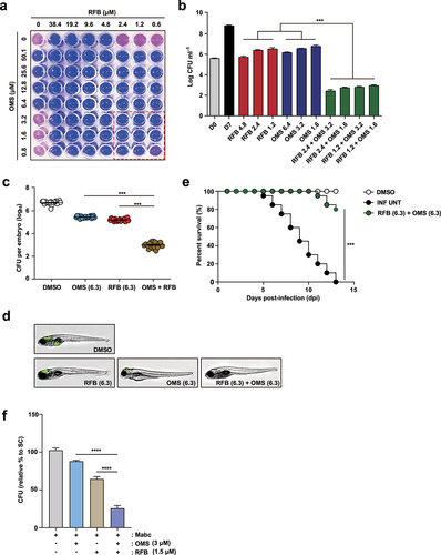 Figure 8. OMS-RFB combination had a synergistic effect in vitro and in vivo.(a) Drug interactions were evaluated by chequerboard assay. The MIC50 of each drug was in the middle of the concentration range. The white line indicates the MIC50 of each compound. (b) Mabc was grown in the presence of different concentrations of OMS alone, or decreasing doses of the OMS-RFB combination. Following 7 days of culture, bacteria were plated on 7H10 agar plates to detect live Mabc. The DMSO-treated bacterial group was also plated on days 0 and 7. One-way ANOVA with Tukey’s multiple comparison test was used to compare means among groups (***p < 0.001). (c) the experiments were performed in triplicate and the results are expressed as the mean log10 CFU per embryo (n = 10 for each condition). (d) a survival curve was plotted for ZF infected with MabcR for 13 days (n = 20, representative of three independent experiments). OMS (6.3 μM) was combined with RFB (6.3 μM). Kaplan-Meier survival curves were constructed using the log-rank (Mantel-Cox) test (***p < 0.001). INF UNT: infected but untreated control. (e) a synergistic effect was also observed, reflected in a reduction in the fluorescence of the mWasabi signal in ZF under a fluorescent microscope. (f) Intracellular survival assay for Mabc (MOI of 1) in BMDMs with or without OMS (3 μM) or RFB (1.5 μM) treatments for 1 day. Statistical significance was calculated using One-way ANOVA with Tukey’s multiple comparison test. Data are presented as mean ±SD. OMS, Ohmyungsamycin A; RFB, rifabutin; CFU, colony forming units; ****, P < 0.0001.