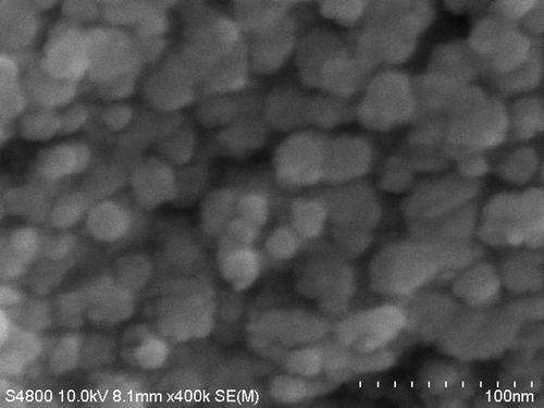 Figure 5. FE-SEM image of the sample CoFe1.975Ho0.025O4 annealed at 600°C.
