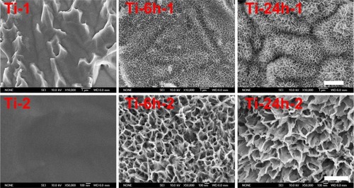 Figure 1 Scanning electron micrographs of three samples at different magnifications.Notes: Upper panel (Ti-1, Ti-6 h-1 and Ti-24 h-1) displays at 10, 000x magnification. Lower panel (Ti-2, Ti-6 h-2 and Ti-24 h-2) displays at 50,000x magnification.Abbreviations: Ti, control titanium surface; Ti-6 h, small size nano-sawtooth surface, treated with 30 wt% H2O2 for 6 hours; Ti-24 h, large size nano-sawtooth surface, treated with 30 wt% H2O2 for 24 hours.