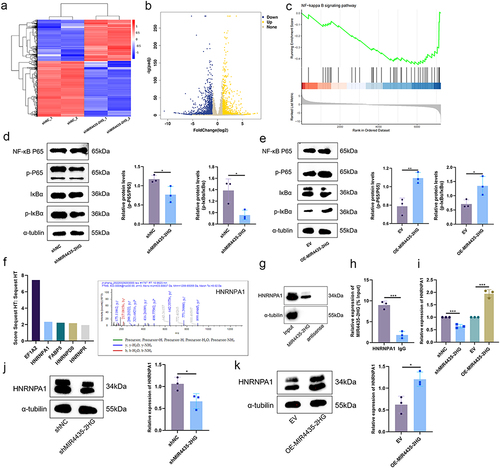 Figure 6 RNA-seq analysis of differential genes and regulatory pathways and MIR4435-2HG binds HNRNPA1 protein. (a). Cluster analysis of shMIR4435-2HG and shNC; (b). Volcano plot showing differentially expressed genes in shMIR4435-2HG and shNC (|log2FC| ≥ 1 and p-adjust < 0.05); (c). GSEA for NF-κB pathway; (d). Representative images (left) and histograms (right) of Western blotting of NF-κB signaling pathway NF-κB p65, p-p65, IκBα, and p-IκBα expression levels in HemECs after MIR4435-2HG knockdown; (e). MIR4435-2HG overexpression in representative images (left) and histograms (right) of Western blotting of NF-κB signaling pathway NF-κB p65, p-p65, IκBα, and p-IκBα expression levels in HemECs; (f). Mass spectrometry of protein obtained by RNA pull-down and HNRNPA1 was identified as MIR4435-2HG binding protein; (g). Western blotting to detect HNRNPA1 binding to MIR4435-2HG; (h). RIP showing HNRNPA1 binding to MIR4435-2HG; (i). Detection of knockdown or overexpression of HNRNPA1 expression in HemECs with MIR4435-2HG using qRT-PCR; (j). Representative images (left) and histograms (right) of Western blotting of HNRNPA1 expression levels in HemECs after MIR4435-2HG knockdown; (k). Western blotting of HNRNPA1 expression in HemECs after MIR4435-2HG overexpression representative images (left) and histograms (right) (Student’s t-test, *P < 0.05, **P < 0.01, ***P < 0.001).