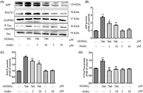 Figure 2. Andro inhibited the expression of APP, BACE1 and p-Tau in PC12 cells induced by Al(mal)3. Cells were incubated with 700 μM Al(mal)3 and 5 or 10 μM Andro for 24 h. The protein expression of APP, BACE1, p-Tau (ser396) and Tau were detected by western blot, GAPDH was used as loading control (A); Quantitative analysis of APP (B), BACE (C) and p-Tau/Tau (D) protein expression levels; *p < 0.05, **p < 0.01 versus the control, #p < 0.05, ##p < 0.01 versus Al(mal)3 group was considered statistically significant differences (n = 3).