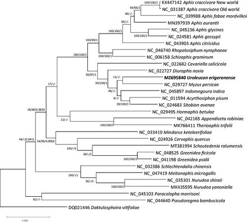 Figure 1. Maximum-Likelihood, Neighbor-Joining, and Bayesian inference phylogenetic trees of 31 mitochondrial genomes of Aphididae and one outgroup species, D. vitifoliae. Phylogenetic tree was drawn based on Maximum-Likelihood tree. The numbers above branches indicate supportive values of Maximum-Likelihood and Bayesian inference phylogenetic trees, respectively.