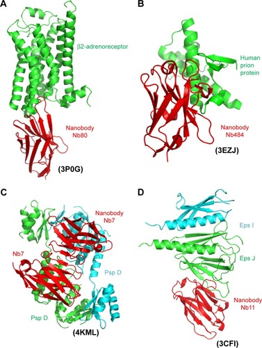 Figure 3 Some challenging structures elucidated using nanobodies as crystallization chaperones.Notes: (A) Nanobody Nb80 (red), as a structural mimic of GαS, stabilizes the active-state conformation of β2-adrenoreceptor (green).Citation44,Citation47 (B) Ribbon representation of the full-length human prion protein (HuPrP, green) in complex with nanobody Nb484 (red).Citation49 (C) A periplasmic N-terminal domain of GspD (green or cyan) from the type 2 secretion system secretin in complex with nanobody Nb7 (red), forming a compact GspD:Nb7 heterotetramer.Citation46,Citation51 (D) Nanobody Nb11 (red)-aided structure determination of EpsI (cyan):EpsJ (green) pseudopilin heterodimer, a component of the bacterial type 2 secretion system in Vibrio vulnificus.Citation50 Protein Data Bank accession numbers are given in parentheses.