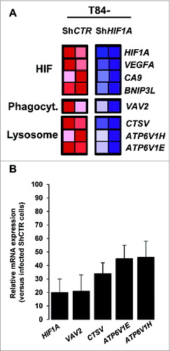 Figure 4. Pangenomic microarray profiling HIF1A-induced xenophagic genes. (A) A microarray analysis reveals genes from the HIF and from phagocytosis and lysosome GSEA projection as a transcriptional target of HIF1A. Control and HIF1A-silenced cells were infected with AIEC LF82 bacteria for a 4 h-period and total RNA was extracted. The samples were then cohybridized to a pangenomic microarray. VAV2, CTSV, ATP6V1H and ATP6V1E downregulated expressions were detected by microarray. Hybridizations were performed in duplicate. (B) Quantification of the selected gene mRNA levels was measured by RT-PCR in AIEC LF82-infected T84-ShCTR and ShHIF1A cells. The inhibition of mRNA levels was confirmed for all the selected genes. Results shown are representative of 2 separate experiments made in duplicate.