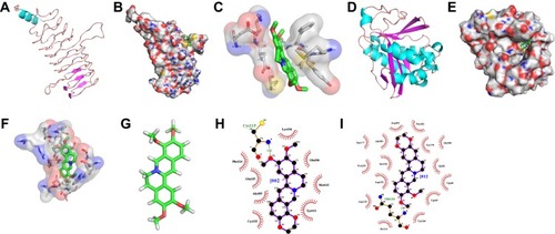 Figure 3 Molecular dockings and specific interactions between palmatine and QnrS or AAC(6′)-Ib-cr. 3D structures of (A) QnrS, (D) AAC(6′)-Ib-cr and (G) palmatine (see text for details). Molecular surfaces of (B) QnrS and (E) AAC(6′)-Ib-cr after docking with palmatine (green structure) and detailed views of the interactions between (C) QnrS and (F) AAC(6′)-Ib-cr. Hydrogen bonds are colored cyan and the amino acid residues involved in the non-bonded contacts are represented by transparent surfaces. Interactions between palmatine and amino acid residues at binding sites of (H) QnrS and (I) AAC(6′)-Ib-cr. Residues contacting palmatine via hydrogen bonds are colored green and the numbers represent bond lengths. Residues that provide hydrophobic interactions with palmatine are colored in black with red eyelash symbols.