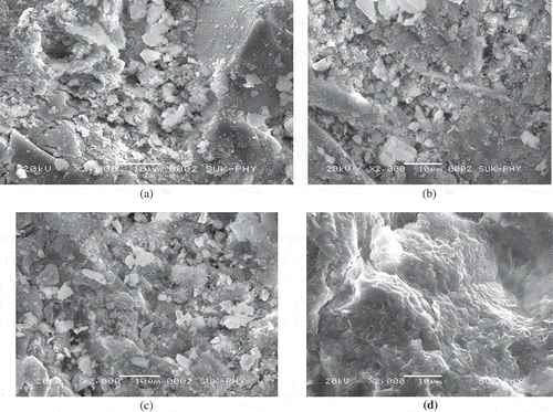 Figure 2. (a) Scanning electron micrographs of plain concrete. (b-–d)Scanning electron micrographs showing presence CaCO3 produced image of BBFC.