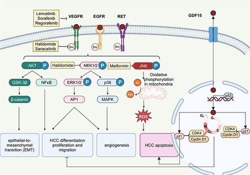 Figure 1 Signaling pathway of the GDF15 expression. GDF15 induces proliferation and pro-angiogenic effects in HCC through the phosphorylation of Src and downstream AKT, MAPK, and NF-κB signaling pathways. GDF15 activates p53 pathway to inhibit HCC.P21 promotes HCC proliferation by facilitating the formation of the cell cycle protein D1-CDK4 complex. Created with BioRender.com.