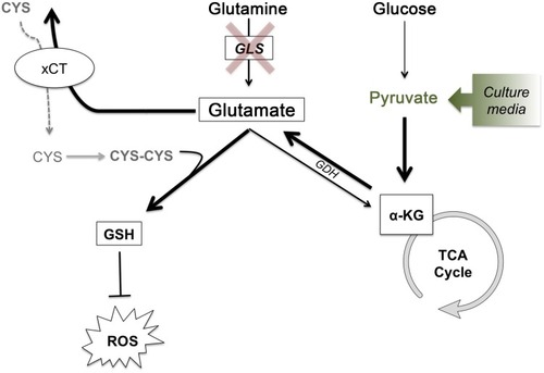 Figure 7 Glutathione synthesis for ROS detoxification drives metabolic adaptations to maintain glutamate production and cystine acquisition in the absence of GLS activity. Glutathione synthesis for ROS detoxification drives metabolic adaptations to maintain glutamate production and cystine acquisition in the absence of GLS activity. In the absence of GLS activity, glucose-derived pyruvate can feed the TCA cycle generating α-KG, which can then be used to generate glutamate via glutamate dehydrogenase. With the intracellular pool of glutamate maintained, GSH production can continue, both with glutamate itself as a component for GSH and as an exchange factor for cystine, the rate-limiting substrate of GSH synthesis. Bolded arrows represent the pathway that is hypothesized to compensate for loss of glutamine-derived glutamate under conditions of GLS inhibition or low glutamine conditions. Under in vitro conditions, the addition of sodium pyruvate to cell culture media drives this process.