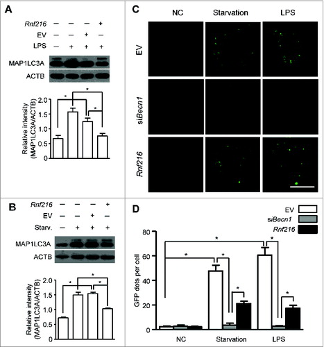 Figure 1. RNF216 inhibits autophagy in macrophages stimulated with LPS. (A and B) RAW 264.7 cells were transfected with Rnf216 vector or empty vector, and then stimulated without or with LPS (100 ng/mL) for 16 h (A) or were on starvation for 4 h (B). Cell lysates were separated with SDS-PAGE and transferred to polyvinylidene difluoride membranes, following with MAP1LC3A antibody and proper HRP-conjugated secondary antibody. EV, empty vector. The band densitometry was quantified using ImageJ software. The quantitative data were calculated from 3 independent experiments, and were shown as mean ± SEM. (C) Cells grown on coverslips were transiently transfected with GFP-MAP1LC3A and either EV, Rnf216, or siBecn1 overnight, followed by treatment with LPS (100 ng/ml) for 16 h or starvation for 4 h, and then fixed. Digital images were captured with confocal microscopy. Scale bar = 10 μm. (D) Cells with featured puncta were considered as autophagy-positive, and at least 100 cells were quantified. Puncta dots per cell were shown as mean ± SEM. (*P < 0.05).