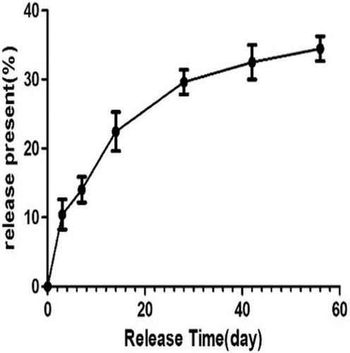 Figure 3 Release behavior of salvianolic acid B from Sa B-CS/HA scaffold in vitro for 8 weeks.