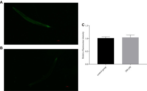 Figure 10 Fluorescence pictures of each group of CF1553C. elegans ((A) control group; (B) 200 μM group). (C) Effect of pb-3 on the fluorescent expression of CF1553C. elegans (compared with the control group, p > 0.05).