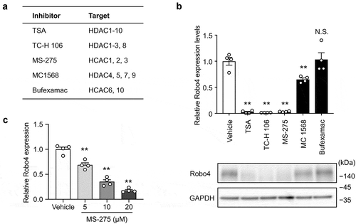 Figure 1. HDAC inhibitors targeting HDAC1-3 suppress Robo4 expression in endothelial cells