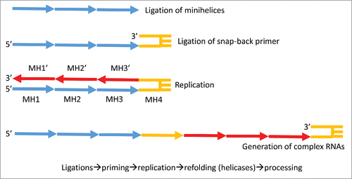 Figure 7. A mechanism to generate complex RNAs such as cloverleaf tRNA and proto-rRNAs via replication of 31-nt minihelices (MH). MH1 and MH1´ are complements.