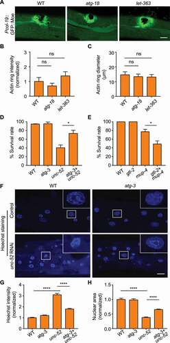 Figure 6. Elevated autophagy plays a detrimental role during epidermal structural damage. (A) Representative confocal images showing the formation of actin rings visualized by Pcol-19::GFP::Moe in wild-type (WT), atg-18(gk378) and let-363 RNAi-treated adults after needle wounding. (B) Quantification of the relative intensities of the actin rings, corresponding to results in (A). n ≥ 9 per condition. (C) Quantification of the average diameter of the actin rings, corresponding to results in (A). n ≥ 7 per condition. (D) Survival rates of wild type (WT) and the atg-3(bp412) single mutant combined with or without unc-52(e1421) mutation (three biological replicates, n = 30 per condition). (E) Survival rates of wild type (WT) and the gtl-2(n2618) single mutant treated with or without mup-4 RNAi (three biological replicates, n = 30 per condition). (F) Hoechst staining showing epidermal nuclei of wild type (WT) and the atg-3(bp412) single mutant combined with or without unc-52 RNAi. Insets correspond to boxed areas in each image. (G) Quantification of the relative intensities of nuclear Hoechst staining in the epidermis of animals with the indicated genotypes, corresponding to results in (F). n ≥ 8 per condition. (H) Quantification of the relative sizes of the nuclei in the epidermis of animals with the indicated genotypes, corresponding to results in (F). n ≥ 8 per condition. Scale bars: 10 μm. Error bars represent mean ± SEM. ns, not significant; *, P < 0.05; ****, P < 0.0001 (two-tailed, unpaired t-test).