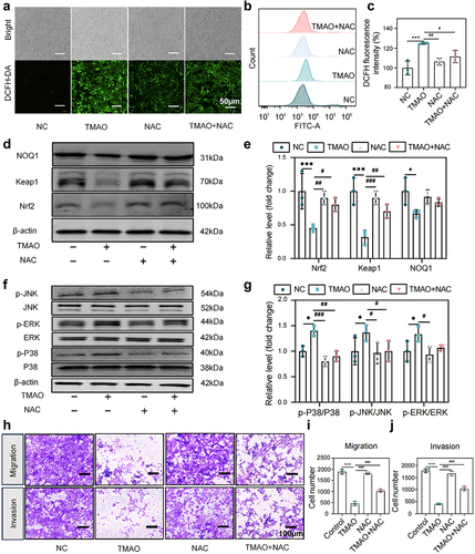 Figure 8. TMAO inhibits the migration and invasion of HTR-8/SVneo cells by activating the MAPK/Nrf2-Keap1 signaling pathway. (a) Fluorescence imaging was used to detect the intracellular ROS level in HUVECs after TMAO treatment. (b-c) flow cytometry was used to detect the intracellular ROS level of HUVEC after TMAO treatment. (d-e) expression levels of molecules related to the Nrf2-Keap1 signaling pathway. (f-g) expression levels of molecules associated with MAPK family kinase (P38, p-P38, ERK, p-ERK, JNK, p-JNK) signaling pathways. (h) TMAO affected the migration and invasion of HTR-8/SVneo cells. Data are presented as the mean ± SEM. Differences between the mean values of the normally distributed data were analyzed using the wilcoxon rank sum test. *p < .05, **p < .01, ***p < .001, control group compared to the TMAO group;###p < .001, ##p < .01, #p < .05, respectively, comparison between the NAC, TMAO+NAC, and TMAO groups; n = 3.