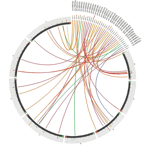 Figure 5. Synteny map comparing candidate fennel miRNAs with the well-annotated genome of a closely related species, carrot (D. carota).