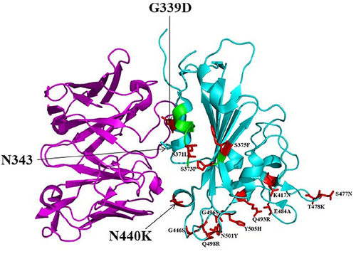 Figure 2 A cartoon representation of Omicron RBD (cyan) in complex with the therapeutically approved sarbecovirus mAb S309 Fab (magenta) (PDB entry: 7TN0). G339D and N440K mutations found near or within the S309 antigenic recognition site are indicated in red sticks. S309 recognizes N343 glycan indicating non-significant alteration of S309 binding to Omicron RBD. The Omicron RBD region comprising residues 366–375 is highlighted in green. This region is known to have deviated conformation compared to the Wuhan-Hu-1 RBD as it harbors S371L/S373P/S375F substitutions but without a significant effect on S309 neutralization.Citation98 The 15 Omicron RBD mutations compared to the Wuhan-Hu-1 reference strain are presented in red sticks.