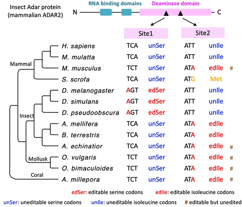 Figure 5. The orthologous codons of Adar S>G (site1) and I>M (site2) auto-recoding sites in metazoan species with systematic RNA editing study. “#” means that although the codon itself is editable, no RNA editing events were reported by the original study. The phylogenetic tree is unscaled.