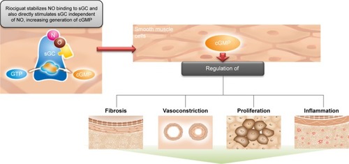 Figure 3 The dual mode of action of riociguat.