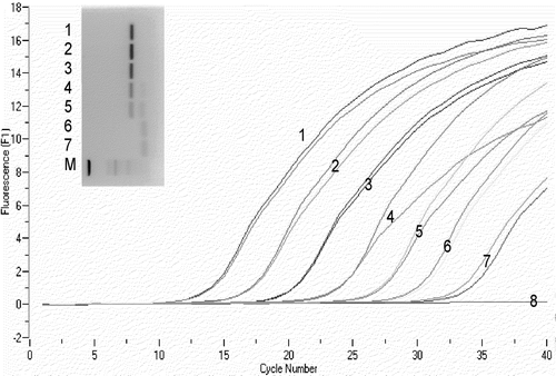 Figure 2. Results of M. gallisepticum DNA standard in Q-PCR and electrophoresis. 1 to 7, 10-fold dilutions from culture A, tested in duplicate, from undiluted (sample 1, 106.1 CFU equivalents/ml) to 10−6 (sample 7, 101.1 CFU equivalents/ml); 8, H2O; M, marker (DNA 50 bp Marker XIII; Roche Applied Science, Mannheim, Germany).