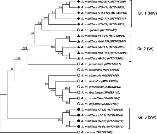 Figure 1. Phylogenetic tree using Neighbor-Joining method showing the relationship between Arabian Honeybee, Apis mellifera, mitogenomes and nine other Apis honeybee mitogenomes. The tree is midpoint rooted, node labels indicate bootstrap values. N = North, S = South and W = West parts of Saudi Arabia. The symbols in the first bracts after the species name resemble the sampling location and sample code; A: Asir; B; Baha; J: Jazan; MD: Madinah; MK; Makkah; TU: Tabuk.