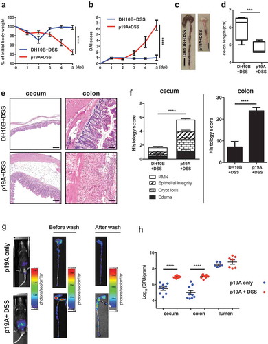 Figure 2. Acute infection with p19A worsens subsequent DSS-induced colitis in Sigirr -/- mice