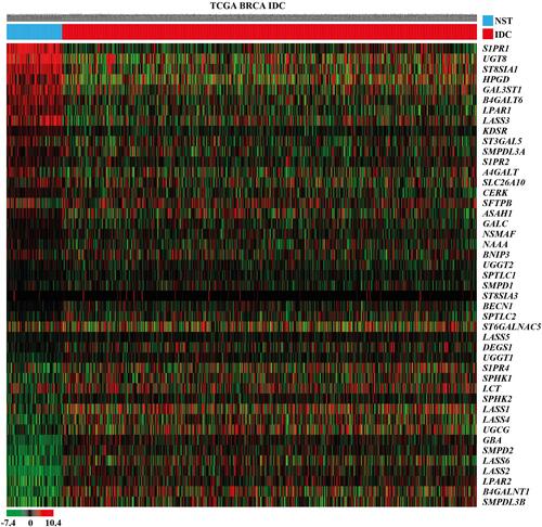 Figure 1 Heat map showing the relative mRNA expression levels of the sphingolipid metabolism-related genes in female IDC tissues and NST obtained from TCGA BRCA cohort. In the data shown in matrix format, each row represents an individual gene and each column represents a single tissue. Each cell in the matrix represents the relative mRNA expression level of a gene feature in an individual tissue. The red and green in the cells reflects relatively high and low expression levels, respectively, as indicated by the scale bar. The samples are sorted into the NST group on the left and the IDC group on the right. Each cells is arranged in descending order of the mean difference between the scaled mRNA expression levels of each gene in the NST and IDC groups.