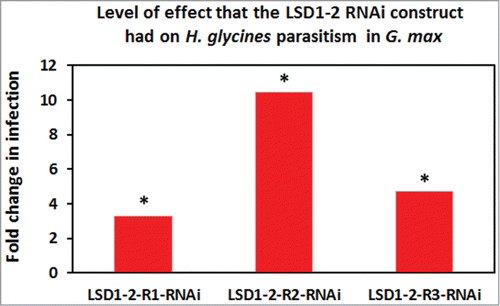 Figure 5. G. max plants genetically engineered for RNAi of Gm-LSD1–2 and infected with H. glycines have an increased capability, shown as fold change, for parasitism. Replicate 1 (R1) control plants (resistant G. max[Peking/PtdIns 548402]) had 1.98 cysts per gram (10 plants). LSD1–2-RNAi-R1 (LSD1–2-R1: RNAi) in resistant G. max[Peking/PI 548402]) had 6.41 cysts per gram (11 plants). The results were statistically significant (p = 0.00255251). Replicate 2 (R2) control plants (resistant G. max[Peking/PtdIns 548402]) had 0.79 cysts per gram (12 plants). LSD1–2-RNAi-R2 (LSD1–2-R2: RNAi) in resistant G. max[Peking/PI 548402]) had 8.63 cysts per gram (5 plants). The results were statistically significant (p = 0.0117053). Replicate 3 (R3) control plants (resistant G. max[Peking/PtdIns 548402]) had 2.51 cysts per gram (10 plants). LSD1–2-RNAi-R3 (LSD1–2-R3: RNAi) in resistant G. max[Peking/PI 548402]) had 11.7 cysts per gram (7 plants). The results were statistically significant (p = 0.0120138).