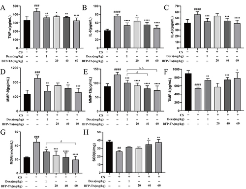 Figure 5 Effect of BFP-TA on pro-inflammatory cytokines, MMPs, and oxidative stress cytokines in the COPD mouse model. (A–C) The levels of TNF-α, IL-6, and IL-1β in the serum of each group of mice. (D–F) The levels of MMP-9, MMP-12, and TIMP-1 in the serum of each group of mice. (G–H) The levels of MDA and SOD in the serum of each group of mice. Data were presented as mean ± SD (n=6), ##P < 0.01, ###P < 0.001, ####P < 0.0001 compared to the control group; *P < 0.05, **P < 0.01, ***P < 0.001, ****P < 0.0001 compared to the COPD model group; ΔP < 0.05, ΔΔP < 0.01 compared to the Dexa group.